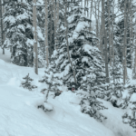 snow covered trees in colorado